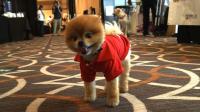 News video: Tech-savvy pet bloggers convene at social media conference