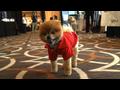 News video: Tech-savvy pet bloggers convene at social media conference
